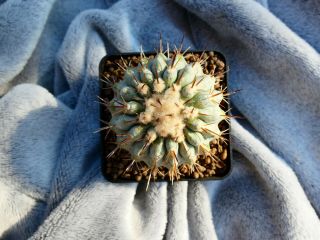 Copiapoa cinerea / Breas Guaneros Portales - Chile / - rare seedling ? 2