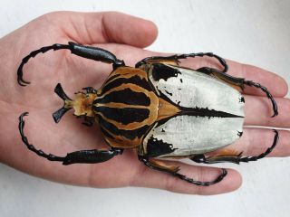 (cetoniidae) Goliathus Cacicus Male,  Dark Form Rare