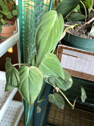 Rare Philodendron Micans 2 Cuttings Or 1 Starter Plant