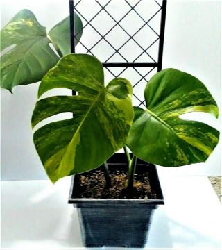 Extremely Rare Monstera,  Yellow Variegated Split - Leaf Monstera 