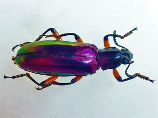 Very Rare Tenebrionidae Sp Intensive Purple Tenebrioniidae Cameroon