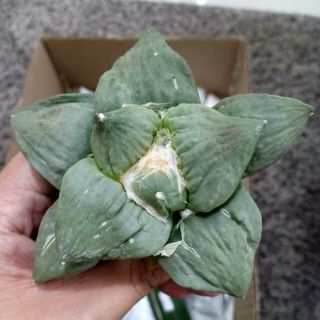 162 Ariocarpus Retusus X Cauliflower Rare Seeding (never Graft)