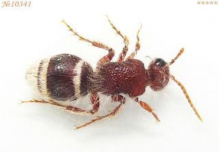 Hymenoptera Mutillidae Gen.  Sp.  Tajikistan 9mm Rare