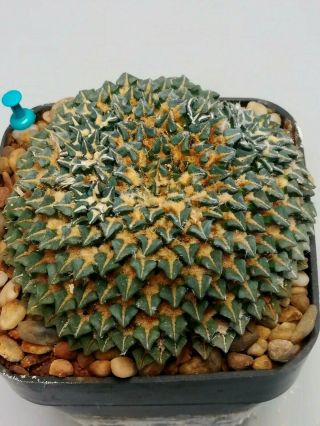 Ariocarpus Kotschoubeyanus,  Rare.  Cacti 仙人掌 Cactus 선인장 サボテン