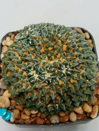 Ariocarpus kotschoubeyanus,  RARE.  cacti 仙人掌 cactus 선인장 サボテン 2