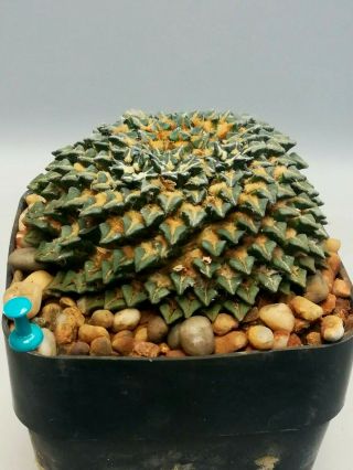 Ariocarpus kotschoubeyanus,  RARE.  cacti 仙人掌 cactus 선인장 サボテン 3