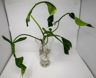 Extremely Rare Philodendron Joepii - Tropical Aroid W/ Spectacularly Shaped Leaf
