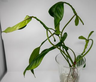Extremely Rare Philodendron joepii - Tropical Aroid w/ Spectacularly shaped leaf 3