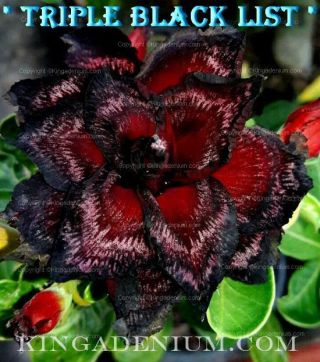 Adenium Obesum Desert Rose " Triple Black List " 10 Seeds Fresh Rare Hybrid