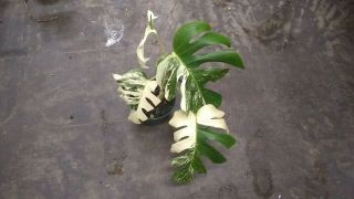 Rare White Variegated Monstera deliciosa/ Swiss cheese plant.  Albino.  Lava 8 2