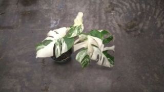 Rare White Variegated Monstera deliciosa/ Swiss cheese plant.  Albino.  Lava 9 2