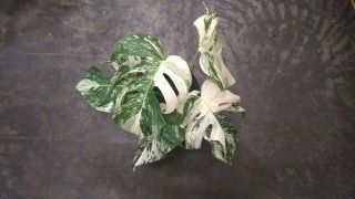 Rare White Variegated Monstera deliciosa/ Swiss cheese plant.  Albino.  Lava 4 2