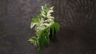 Rare White Variegated Monstera deliciosa/ Swiss cheese plant.  Albino.  Lava 1 2