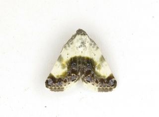 Acontia Melanura Rare Noctuidae Moth From South Ural,  Russia,  Papered