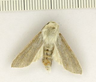 Cucullia Lactea Rare Noctuidae Moth From South Ural,  Russia,  Papered
