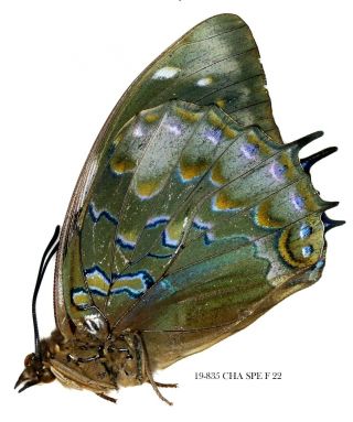 Insect Butterfly Moth Nymphalidae Charaxes Species - Rare Female 835 Cha Spe F 22