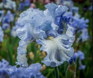 Iris Roots Bulb Flower Purple Blue Flower Rare Fragrant Bearded Stunning Balcony