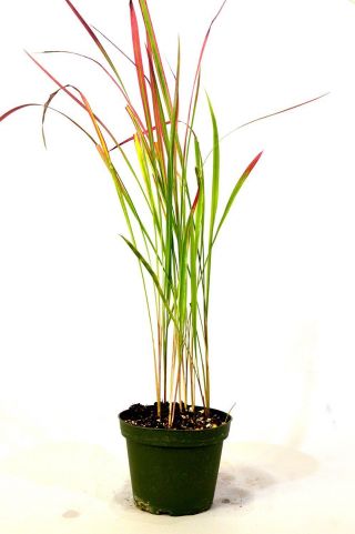 Japanese Blood Grass - 4  Pot Rare Easy To Grow Gift Decor Holiday Ornamental