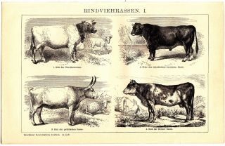 Ca 1890 Cattle Cow Bull Breeds Antique Engraving Print