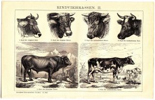 ca 1890 CATTLE COW BULL BREEDS Antique Engraving Print 2
