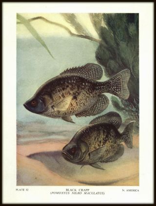Vintage Color Fish Print From 1949: " Black Crapp " - By A.  Fraser - Brunner