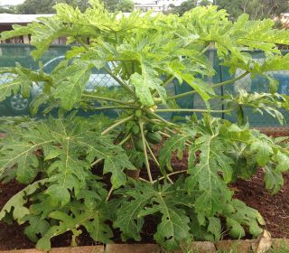 50,  Very Fresh Rare Dwarf Waimanalo Papaya Tropical Fruit Tree Seeds Plant
