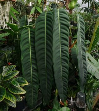Philodendron Patriciae - Long Leaf Beauty,  Rare Aroid For Tropical Plant Collectors