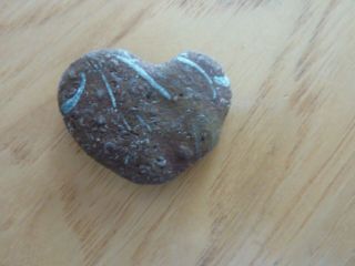 Rare Septarian Stone With Crinoids Heart Shaped Lake Michigan Beach Stone Rock