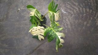 Rare White Variegated Monstera Deliciosa/ Swiss Cheese Plant.  Albino.  Lava 5