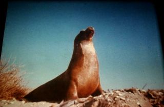 16mm Film: Seal - Various Scenes From The Classic Campy 1976 Feature Rare