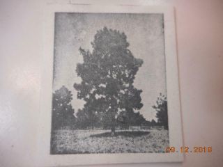 Printing Letterpress Printer Block Decorative Scenic Tree Antique Print Cut 2