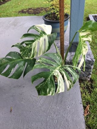 Rare Exotic White Varigated Monstera Albino Heathy And Well Rooted.  6” Pot.