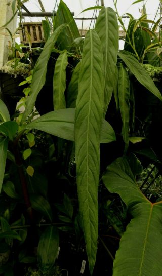 Anthurium Pseudospectabile - Rare Giant Leaf Panamanian Cloud Forest Pendant Aroid