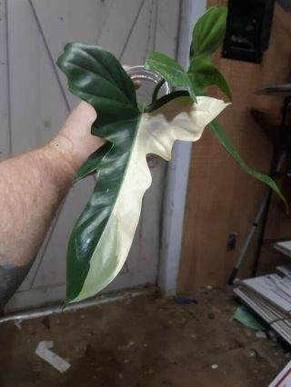 Philodendron Golden Dragon Variegated Rare Plant