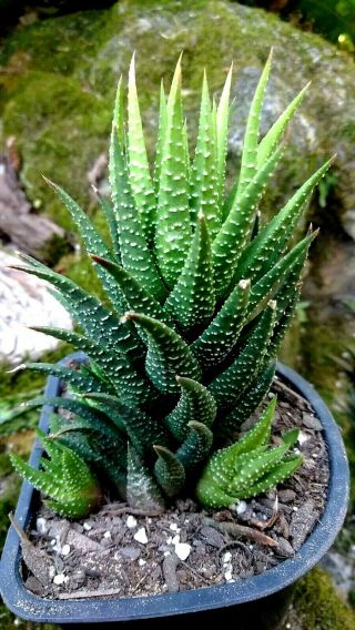 Haworthia Columnar Hybrid & Rare / Cactus Succulent