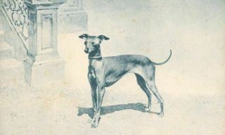 Rare Old Postcard Pc Graceful Italian Greyhound Dog Art Portrait C1905