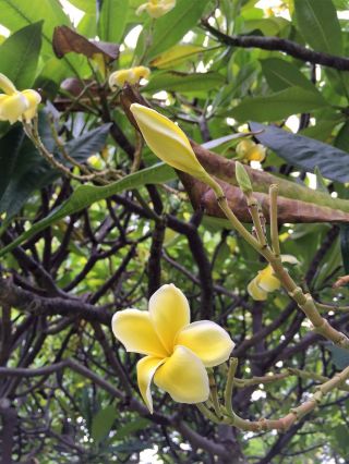 Rare Maui Gold Cutting Plumeria Cutting - 8 - 12 Very Easy To Root