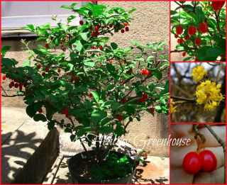 Seeds - Rare Compact Bonsai Cornelian Cherry Dogwood (cornus Mas) Sweet & Hardy
