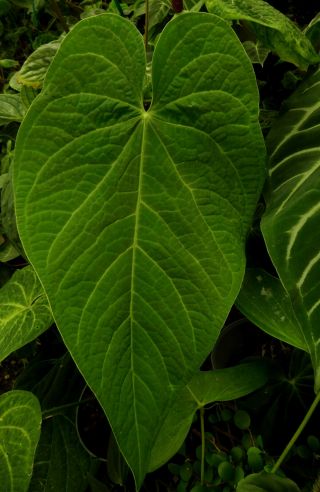Anthurium Rotolantei - Gorgeous,  Rare Pebble Leaf Tropical Aroid,  Specimen Size