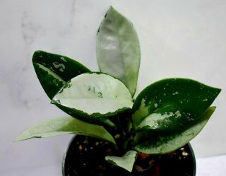 Very Rare Hoya Ah 074 Silver,  Unique Colors Of The Leaves.