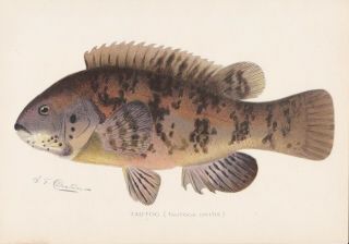 Antique Fish Print: The Tautog Or Blackfish By Sherman F.  Denton 1901