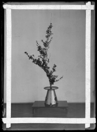 Antique Glass Negative / Ikebana Flower Arrangement / Japanese / C.  1930s