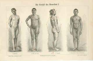 1894 Nude Men Body Shape Sicilian Japanese Papua Zulu Antique Engraving Print
