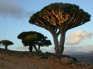 Dracaena Cinnabari 100 Seeds - Succulent - Caudex - Rare - Socotra