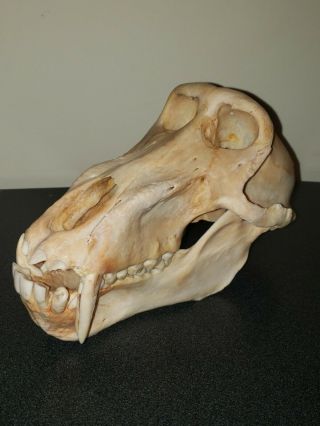 Real Xxl Baboon Skull Taxidermy Monkey Primate Old World Fang Head Rare Odd Bone