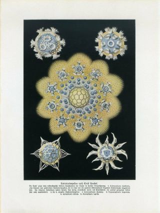 C1900 Ernst Haeckel Radiolaria Antique Litho Print Bolsche