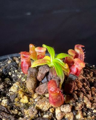 Nepenthes Villosa - Abg Clone - Last One Rare 