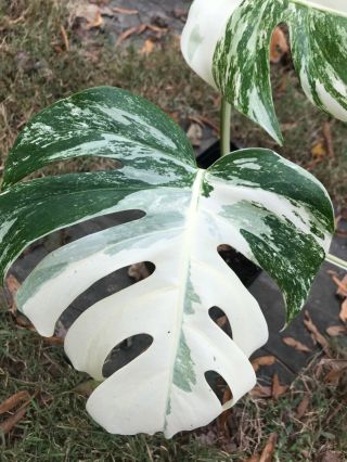 Well Rooted Rare Large Variegated Monstera Plant