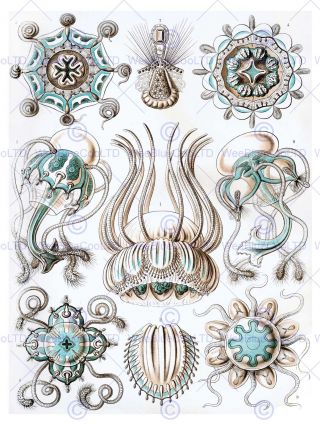 Nature Art Ernst Haeckel Jellyfish Biology Germany Vintage Poster Print 867py