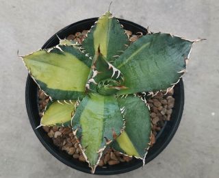 Agave Titanota Variegated Rare Small Plants Phytosanitary Cactus Haworthia